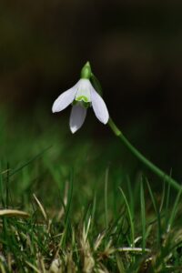 spring snowdrop