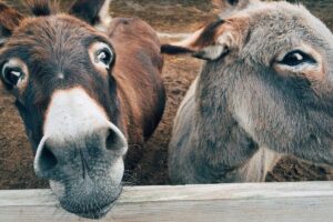 donkey nativity